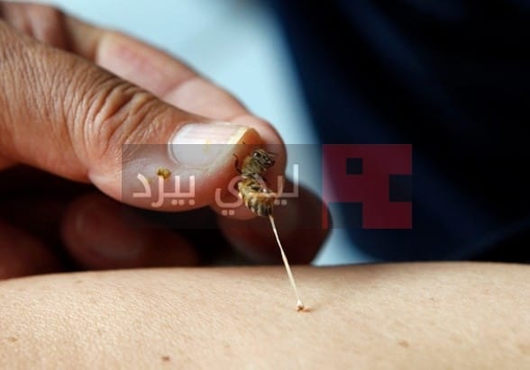 النحل وتأثيره على صحة الإنسان