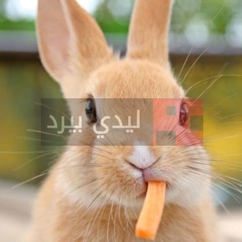 1019