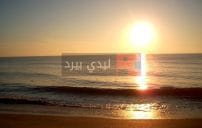 رسائل صباح الورد حبيبتي