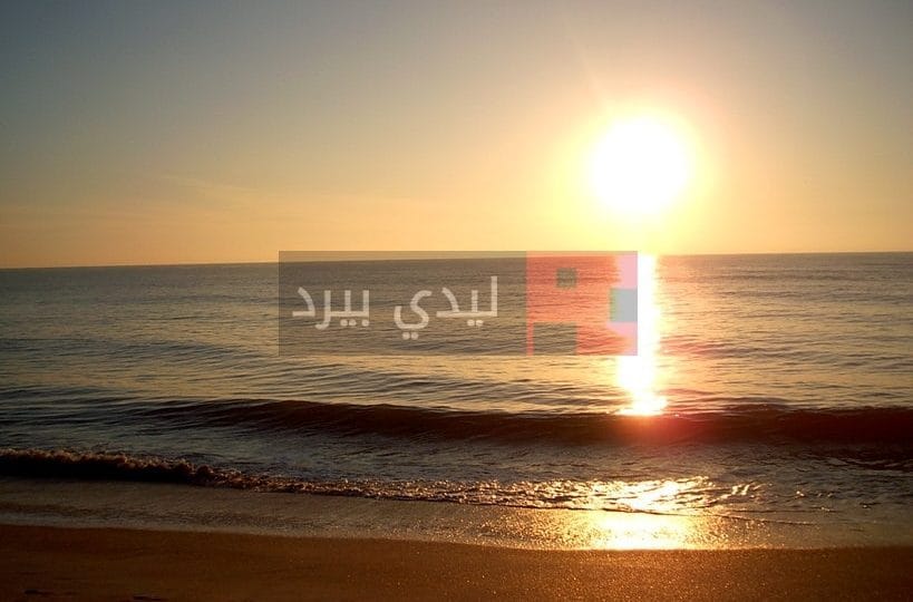 رسائل صباح الورد حبيبتي
