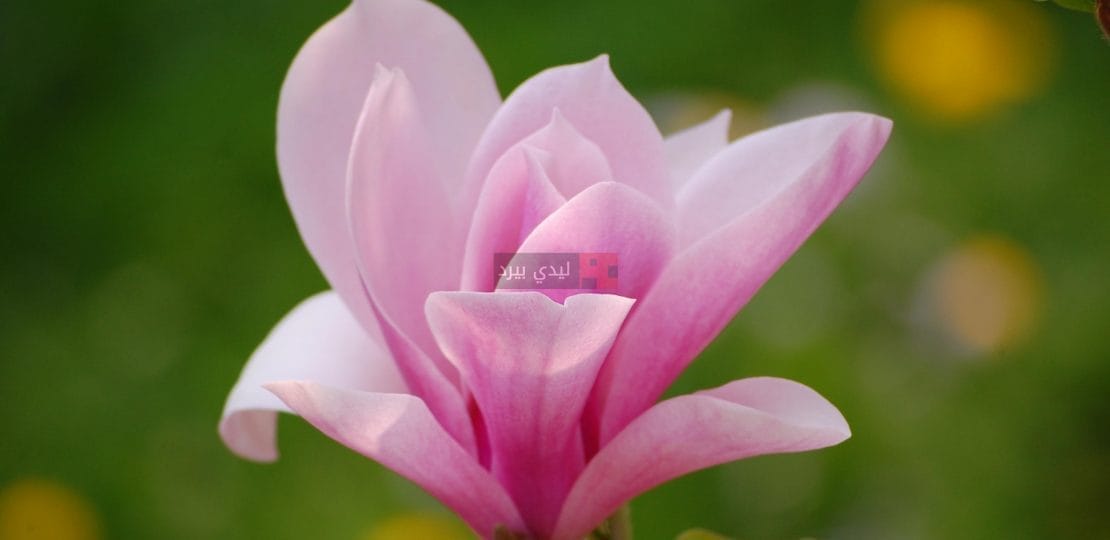 صور ورد ماغنوليا