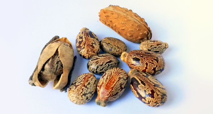 jamaican-black-castor-oil