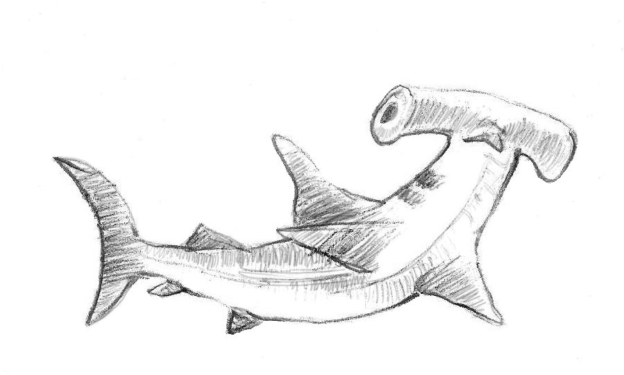 hammerhead