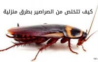 تتخلص من الصراصير 1