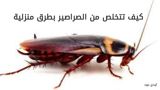 تتخلص من الصراصير 1