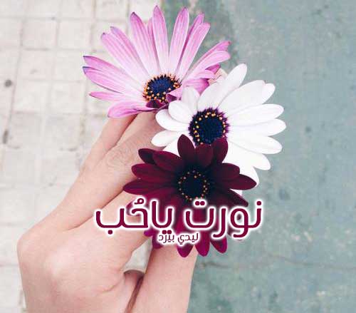 منور للحبيب