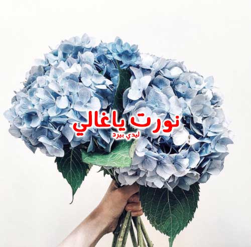 ياغالي