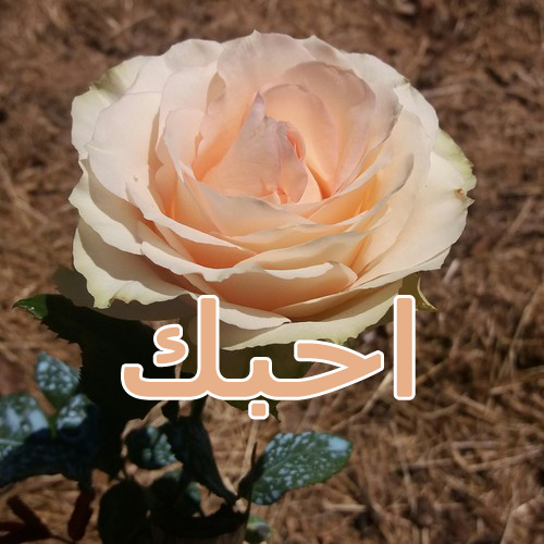 وردة