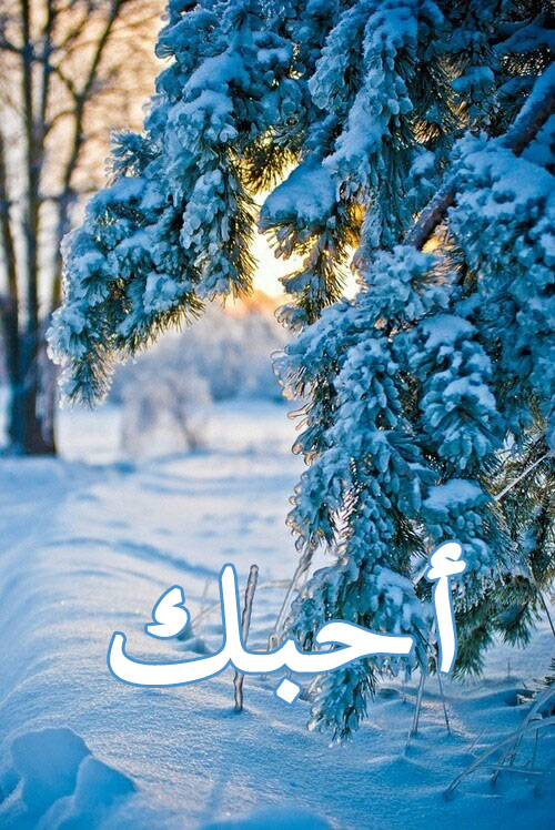احبك