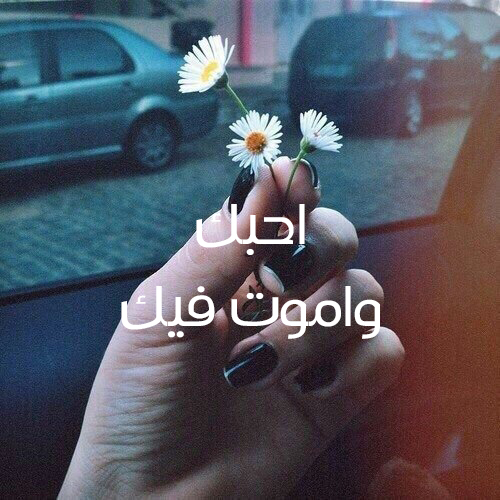 احبك للحبيب