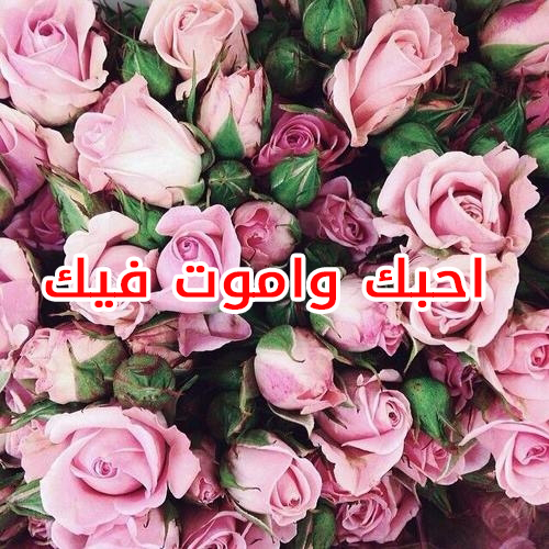 احبك واموت فيك ورود