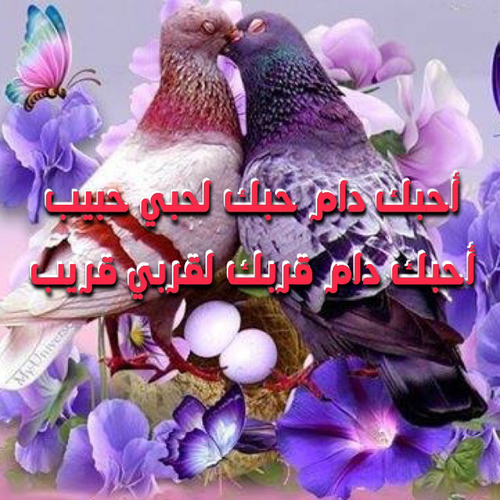 حبيبي زوجي
