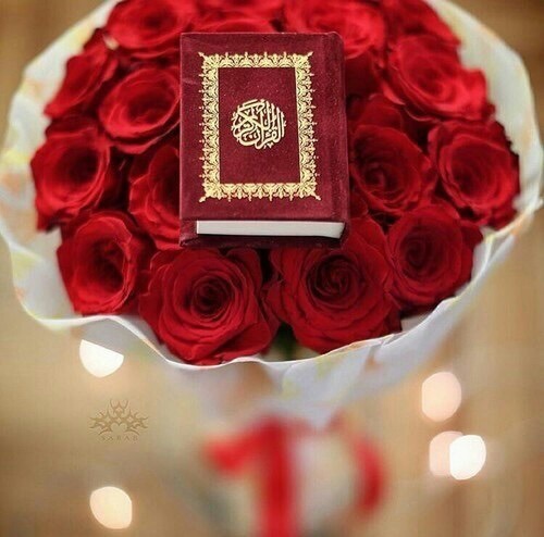 ورد احمر ومضحف 4