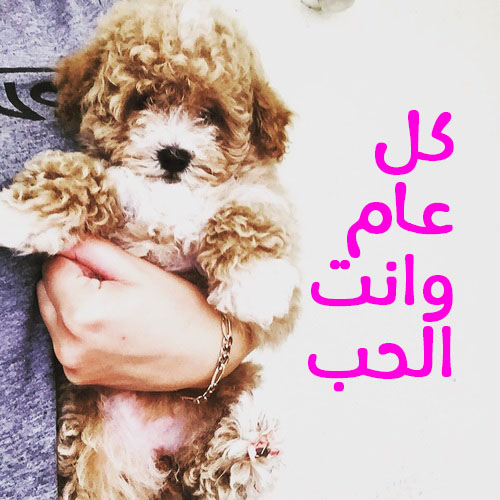 عيد الفالنتين 6