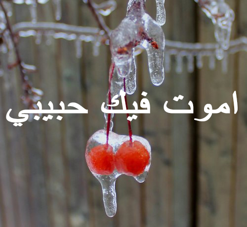 حب شتوية
