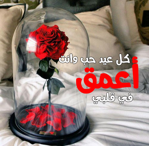 عيد الحب وردة حمراء 87