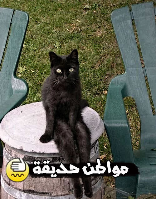 قط مضحك عيد الحب 0