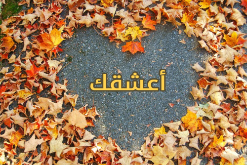 قلب اعشقك