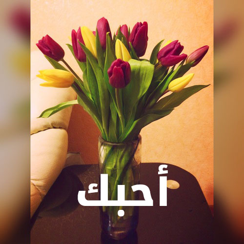 ورد عيد الحب 6