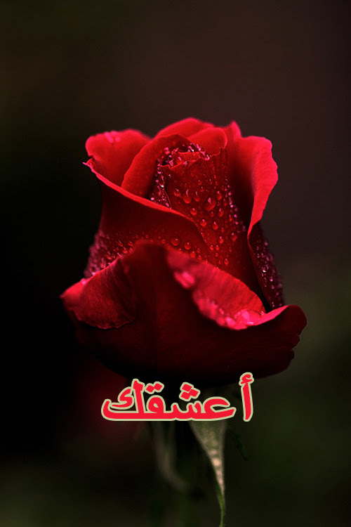 وردة اعشقك