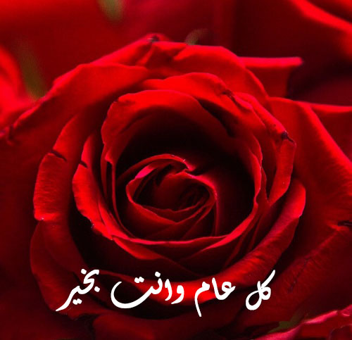 وردة حمراء 6ت