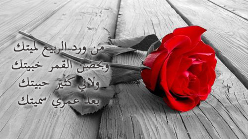وردة حمراء عيد الحب 40