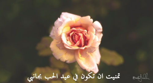 وردة عيد الحب 4