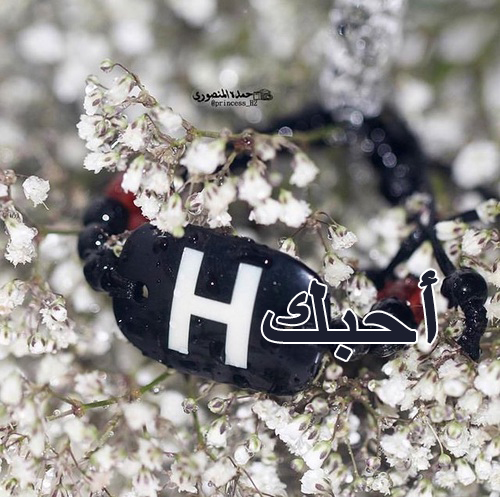 احبك حرف H للحبيبة
