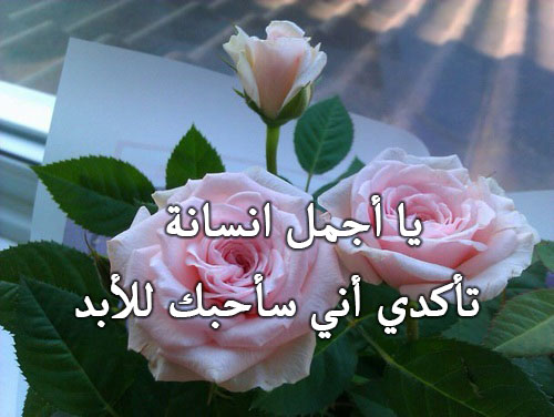 عبارات على ورد طبيعي 3