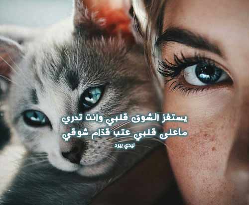 شوق للحبيب