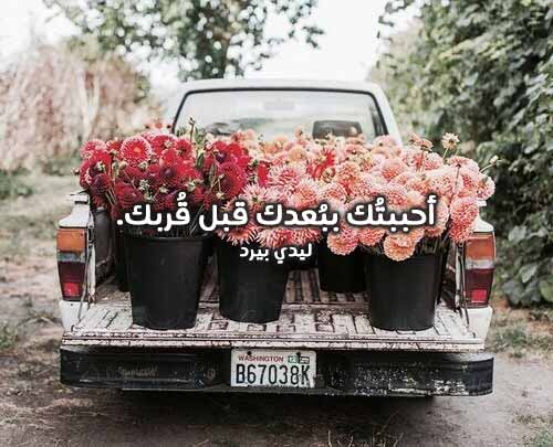 حب رائعة