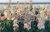 حب وعشق