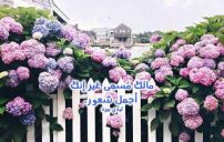 حب وغزل