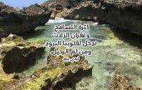 عن البرود