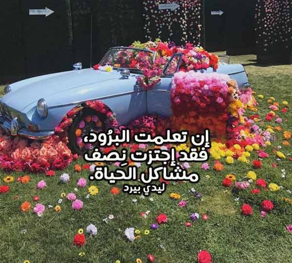 عن البرود