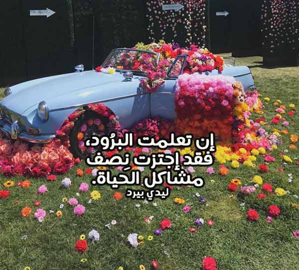 عن البرود