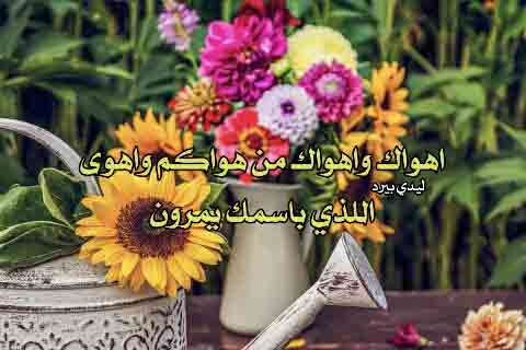 جميل غزل 1