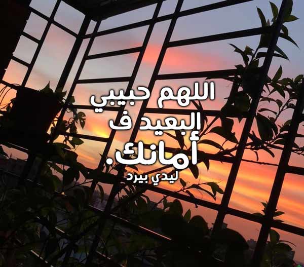 للحبيب البعيد