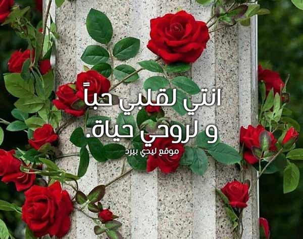 حب قصيره