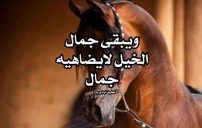 كلام جميل عن الخيل