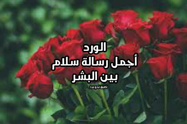كلام جميل عن الورد