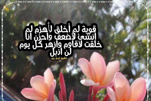 كلام انا قوية 1 كلام انا قوية