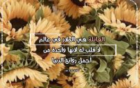 كلام عن العائلة 12 كلام عن العائلة