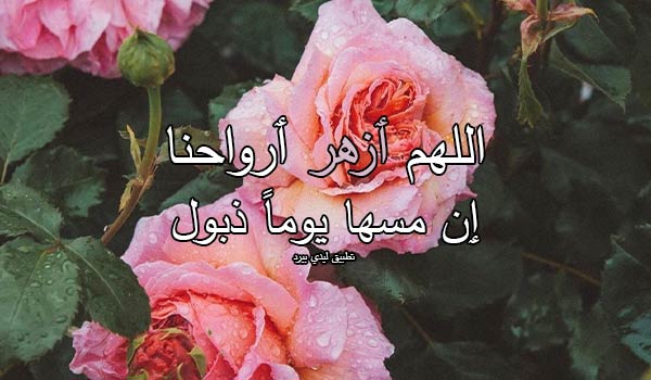طيب للواتس