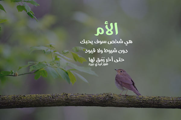 الغالية