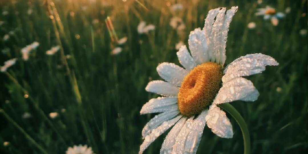 دعاء الصباح للرزق والبركة: كلمات تفتح أبواب السعة والطمأنينة 1 morning prayer sunrise hands