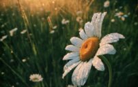 دعاء الصباح للرزق والبركة: كلمات تفتح أبواب السعة والطمأنينة 3 morning prayer sunrise hands